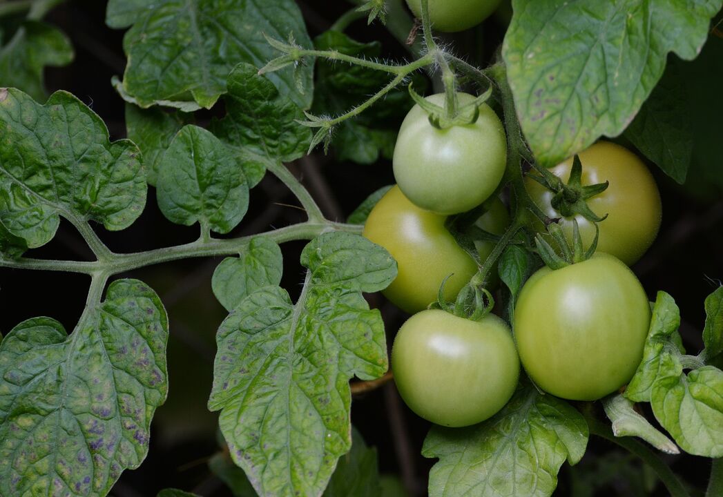 grüne Tomaten für Krampfadern